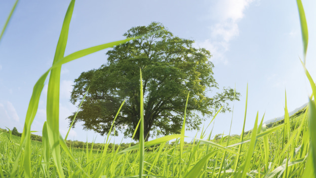 Sustainable Development